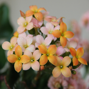 长寿花三色单经典的大花单瓣品种颜色多变成品花带花苞棵型较高