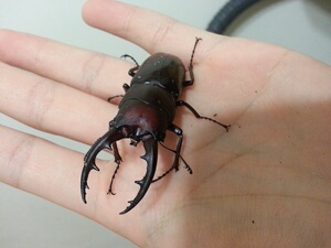 虫乐堂 冲绳岛锯锹 日本锯锹 大牙成虫成对 锹甲 甲虫 特价