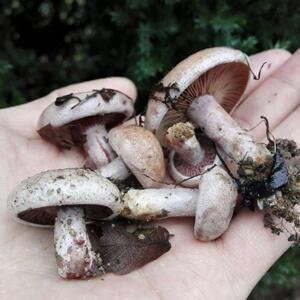 江西特产野生新鲜松树菇松树菌纯天然铆钉菇松针菇琼毛菇生鲜蘑菇