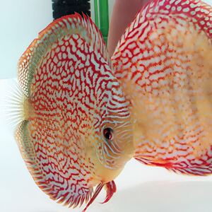 云上渔场新款淡水红钻七彩神仙鱼高品质幼苗活体热带观赏鱼信誉