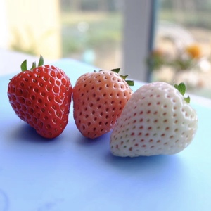 天使ae淡雪香野美味c四星白色三色草莓水果礼盒新年春节日情人节