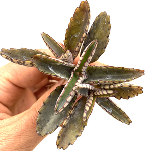 花龙园艺 虎皮不死鸟 不死鸟新品种 珈蓝菜属 多肉植物