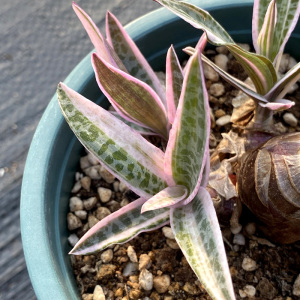 花龙园艺 油点百合锦 粉色锦斑品种 球茎多肉 基地直供