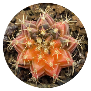 花龙园艺 丽蛇牡丹锦 仙人球锦 仙人球 实生 基地直供 多肉植物