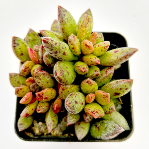 花龙园艺 松虫水泡 群生 水泡系列 基地直供 多肉植物