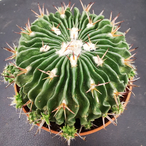 千波万波仙人球