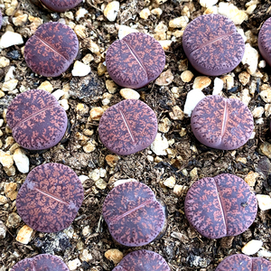 花龙园艺 酒红紫勋 紫色生石花 酒红系列 基地直供 多肉植物