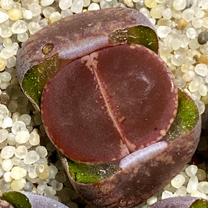 花龙园艺 redtops 酒红全窗日轮 非ko 非绒面 生石花 屁屁