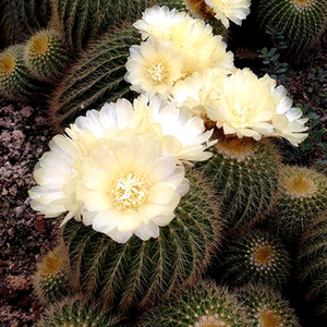 花龙园艺 金丝猴 金冠 仙人球 软刺品种 基地直供 多肉植物