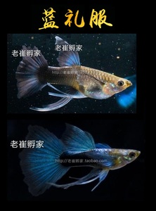 纯种蓝礼服孔雀鱼大c缎带兰袍种鱼老崔孵家自养热带鱼闪光蓝