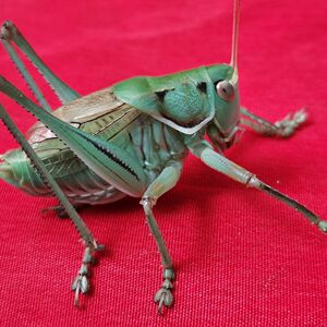 新脱蝈蝈活体鸣虫平谷铁皮蝈蝈蚡房新脱蝈蝈翡翠蝈蝈翠绿蝈蝈点药