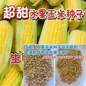 超甜水果玉米种子生吃甜脆多汁大田高产早熟大棒春秋四季甜玉米籽