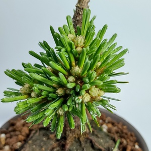 明星五针松盆景