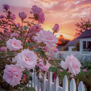 玫瑰花种籽子四季开花盆栽花卉植物易爆盆室内外鲜花种子庭院阳台
