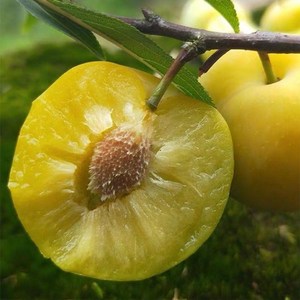 特早熟二月李子树苗早熟脱骨嫁接李子苗蜂糖李南北当年结果盆地栽