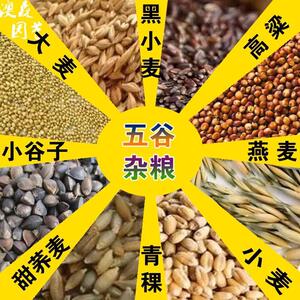 燕麦种