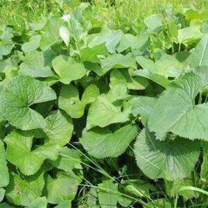 马蹄叶种子东北特产山野菜马蹄草植物马蹄橐吾种四季易活