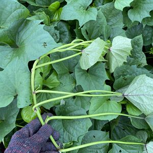 广东冰淇淋红薯秧苗种子一点红地瓜苗西瓜红蜜番薯澳洲紫白薯苗