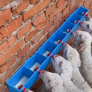 喂羊用小羊羔专用羔羊喂奶器神器哺乳机兽用仔猪多头奶瓶小猪奶壶