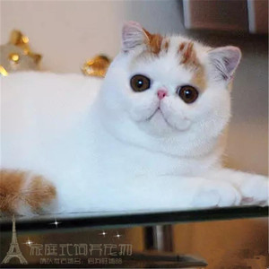 出售CFA赛级加菲猫纯种宠物猫咪活体幼猫异国短毛猫红小胖加菲p