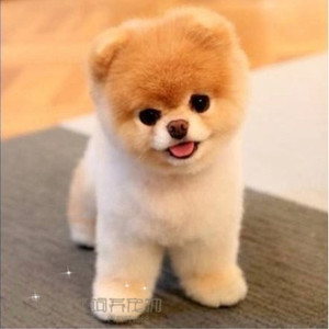 纯白色博美犬纯种茶杯博美日本俊介袖珍球体博美幼犬狗g
