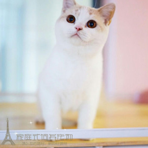 纯种猫咪活体血统猫乳白黄白奶油梵文DD繁育级种公宠物家养猫p