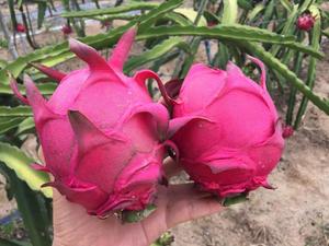 台湾大红火龙果苗