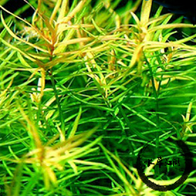 十字牛顿水草