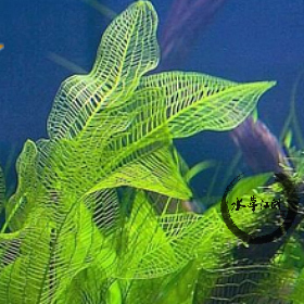 【水草江湖】自养水下叶大网草/大叶网草水草(暂时缺货)