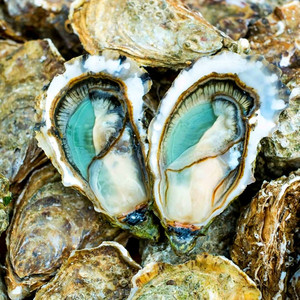 开口包赔法国空运进口生蚝绿翡翠 n1号12只鲜活即食刺身牡蛎 海藻