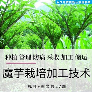 魔芋栽培技术教程视频种植管理施肥采收加工储藏利用教学高产全套