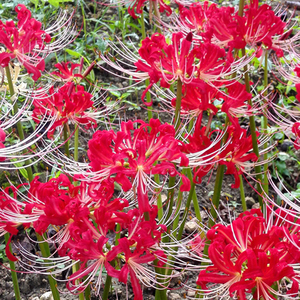 绿园花开 3倍体红花石蒜 彼岸花种球 彼岸花种子 曼珠沙华盆栽