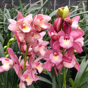 翁源兰花苗原盆蕙兰樱花带花苞大花四季浓香室内阳台好养易活盆栽