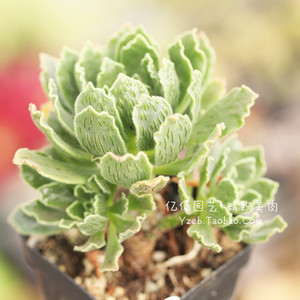 晶钻绒莲法师 稀有 多肉植物