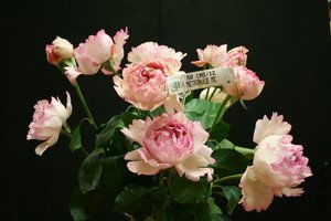 沈家园 伊芙系列 浓香 繁华都市 (yves le métropole)