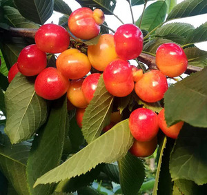 红绣球大樱桃5斤包邮(产自辽宁省大连市旅顺口区长城镇刘钟村)