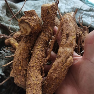 新鲜天然青草两面针 纯根500g包邮