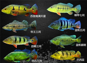 苏里南满天星巴拉纳巴西亚横带七间投肯蓝帆五间帝王三间蓝帆眼斑