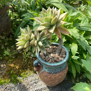 黄金表丽娜老桩 缀化多肉 一物一拍 绿植盆栽 阳台 室内 净化空气