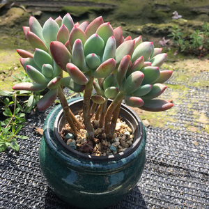 青星美人老桩 多肉植物 多颗组成 一物一拍室内 阳台 绿植盆栽