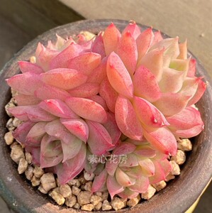 素心花房多肉植物 全状态桃熏女王玫瑰群生 贵货新品 一物一拍