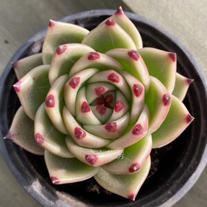 素心花房多肉植物新品 韩货 正版蓝龙 单头一物一拍 阳台绿植