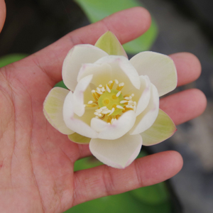 【白玉·清辉】湖南永州周劲松校长家小微型荷花碗莲种藕或小苗