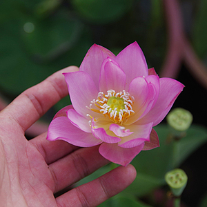 【粉妆·红袖添香】周劲松家小型阳台庭院粉色盆栽碗莲荷花种藕苗