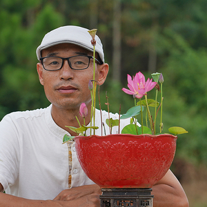 周劲松碗莲微型植物小荷花种子籽水生水培养植物微型莲花考盘苑