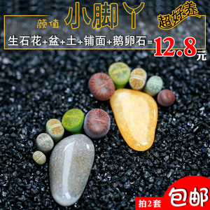 生石花小脚丫新手多肉植物组合盆栽套餐屁股花pp花石生花整盆包邮