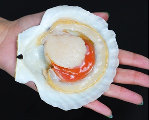 大连水产大扇贝鲜活超大带壳夏夷贝大扇贝虾夷元贝