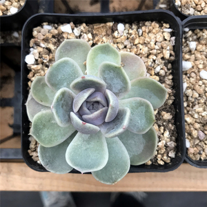 多肉植物 多肉 泰尼汉堡 有根 新手 办公室 肉肉 植物盆栽