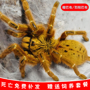 530人付款天猫非洲橙巴布c8烈阳橙巴布4-8cm蜘蛛宠物活体凶猛黄金橙色