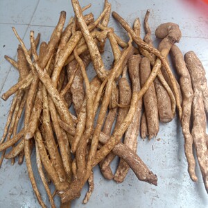 现挖现发云南新鲜马刺根野生大蓟根马刺草食用野菜蔬菜顺丰包邮